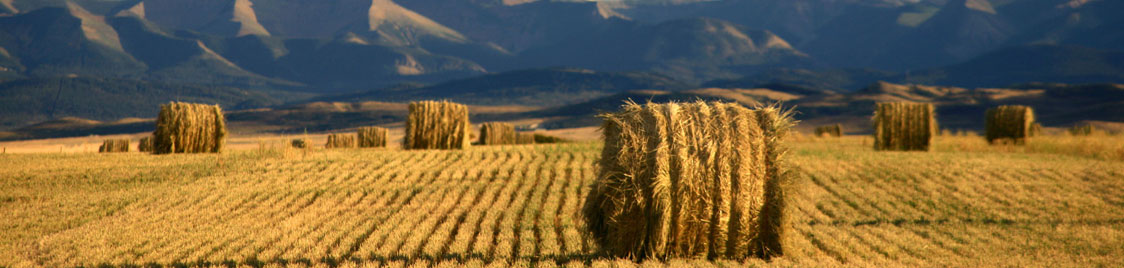 Hay in a field