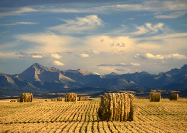 Hay in a field